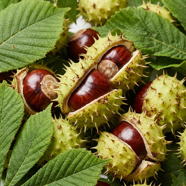 Horse Chestnut