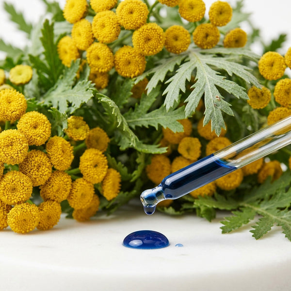Blue Tansy Oil