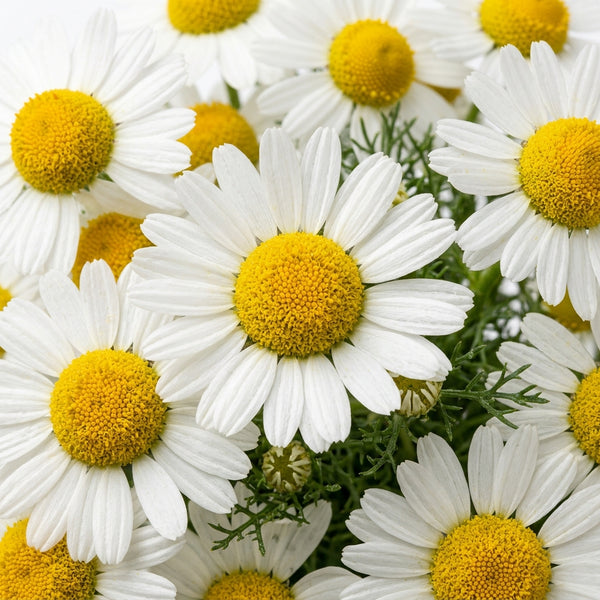German Chamomile Oil