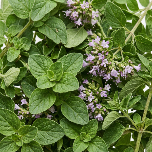 Oregano Oil